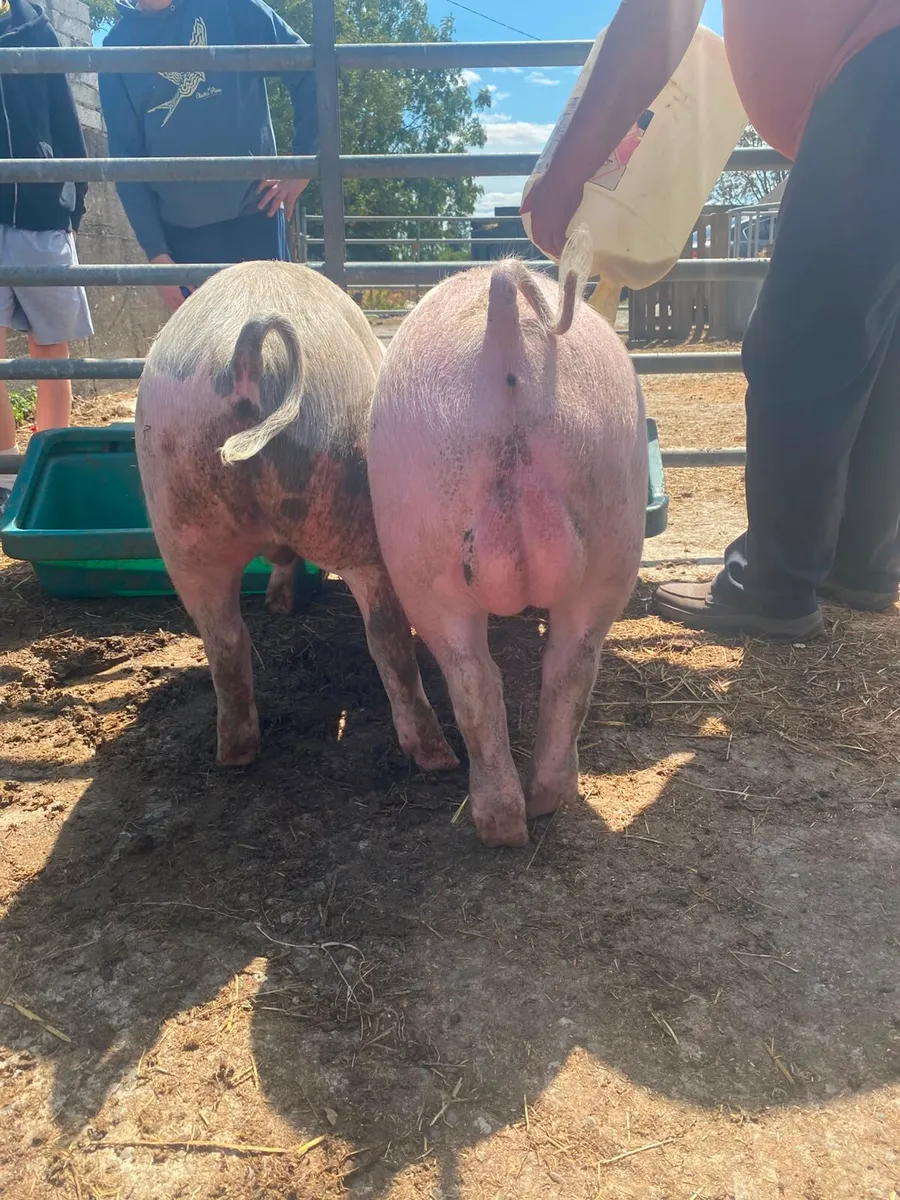 PIGS - Image 4