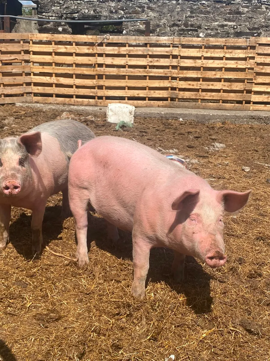 PIGS - Image 1