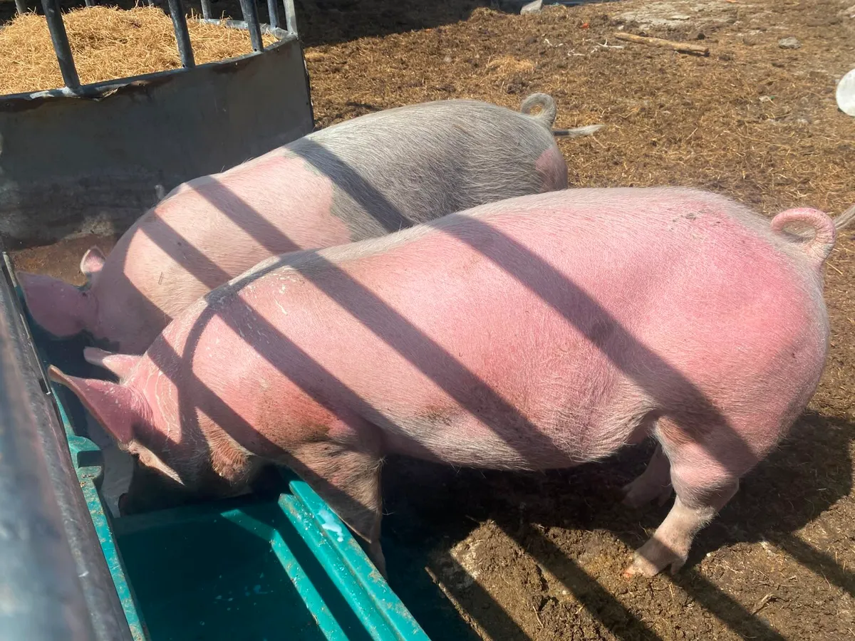PIGS - Image 2
