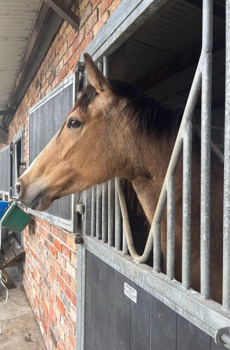 Filly - Image 2