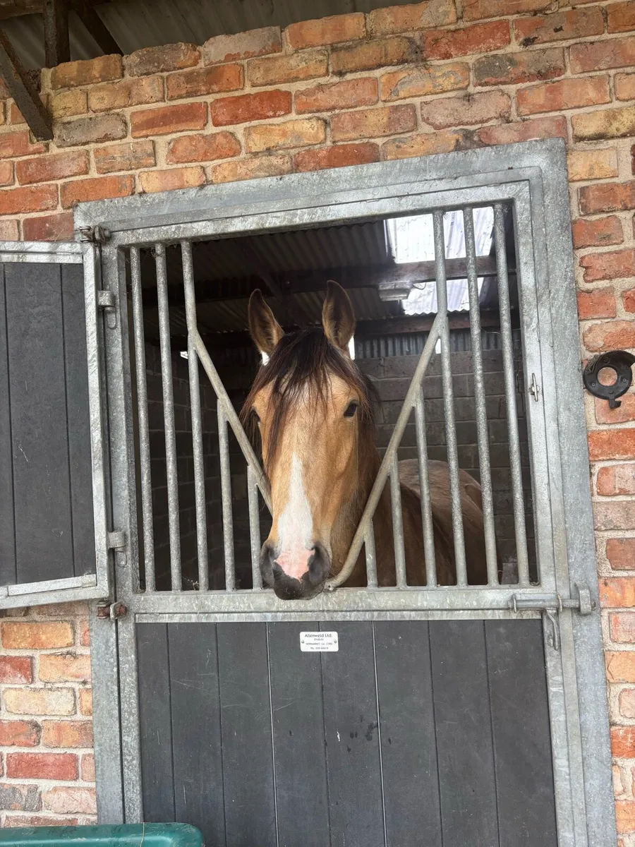 Filly - Image 3