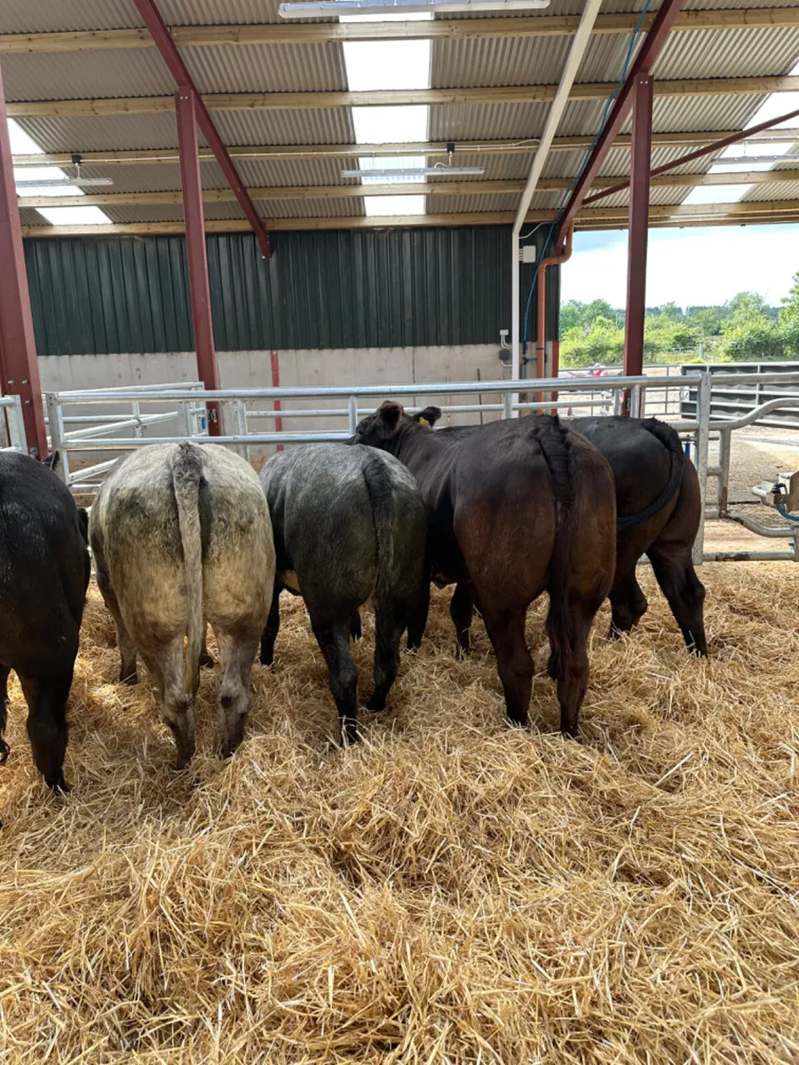 Bulling heifers - Image 4