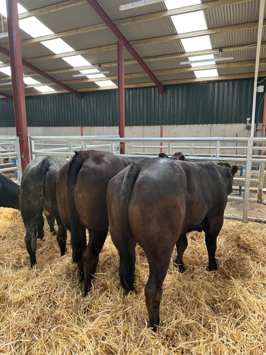 Bulling heifers - Image 2