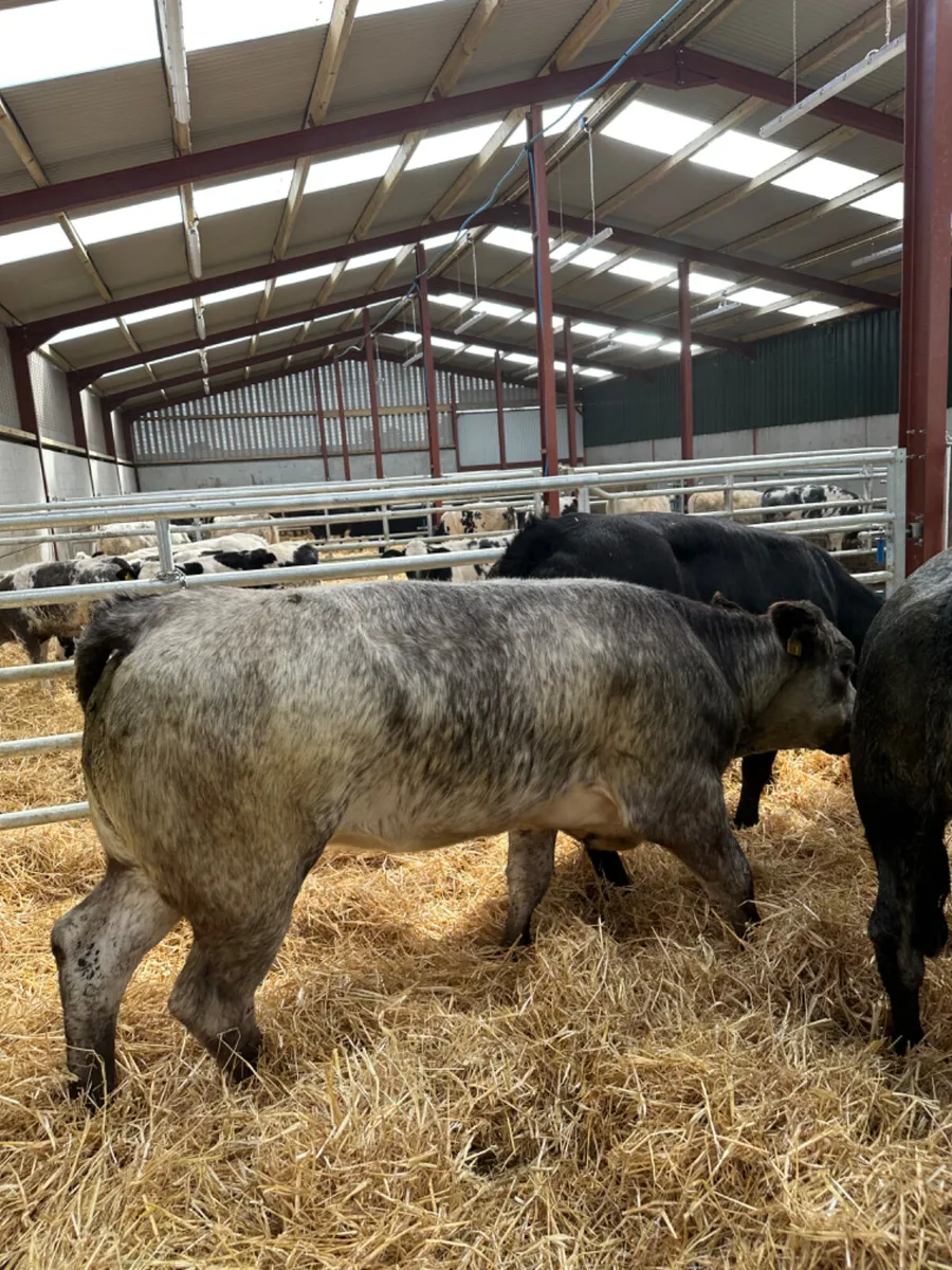 Bulling heifers - Image 3