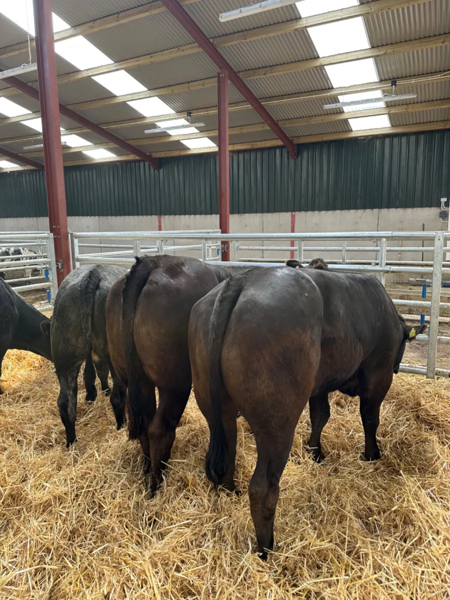 Bulling heifers - Image 1