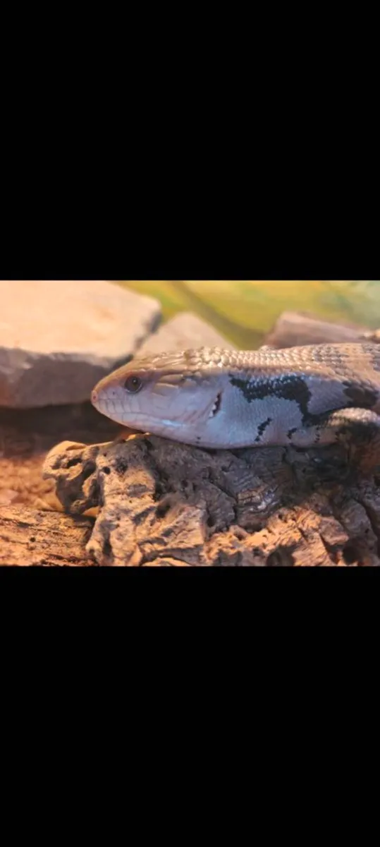 Juvenile blue tongue skink and enclosure - Image 1
