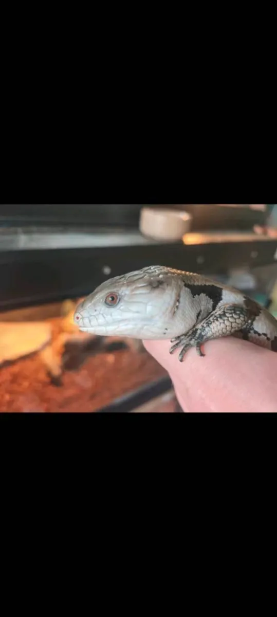 Juvenile blue tongue skink and enclosure - Image 2