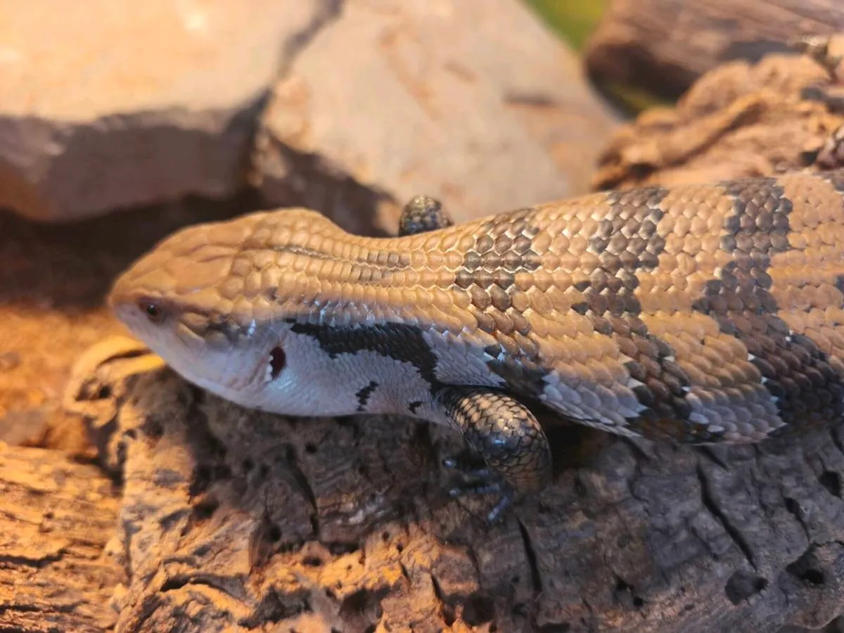 Juvenile blue tongue skink and enclosure - Image 3