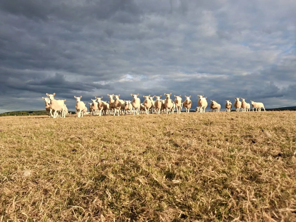 Hogget ewes and ewe lambs - Image 1