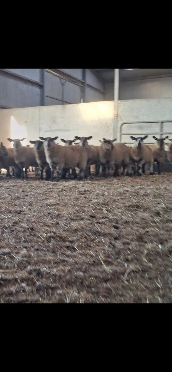 Hogget ewes and ewe lambs - Image 4