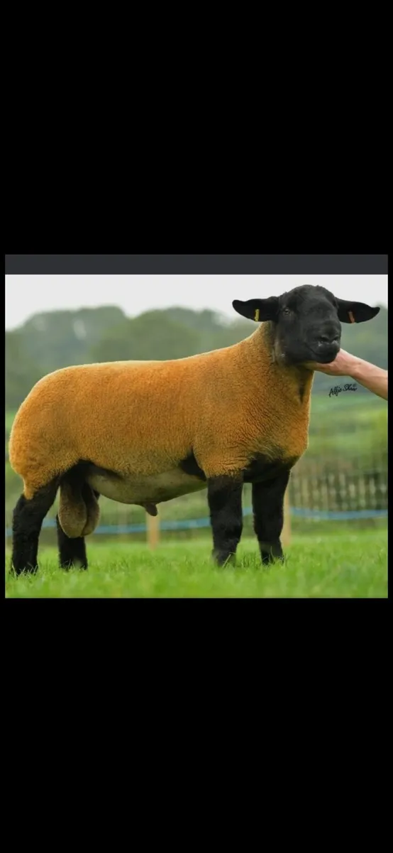 Hogget ewes and ewe lambs - Image 2