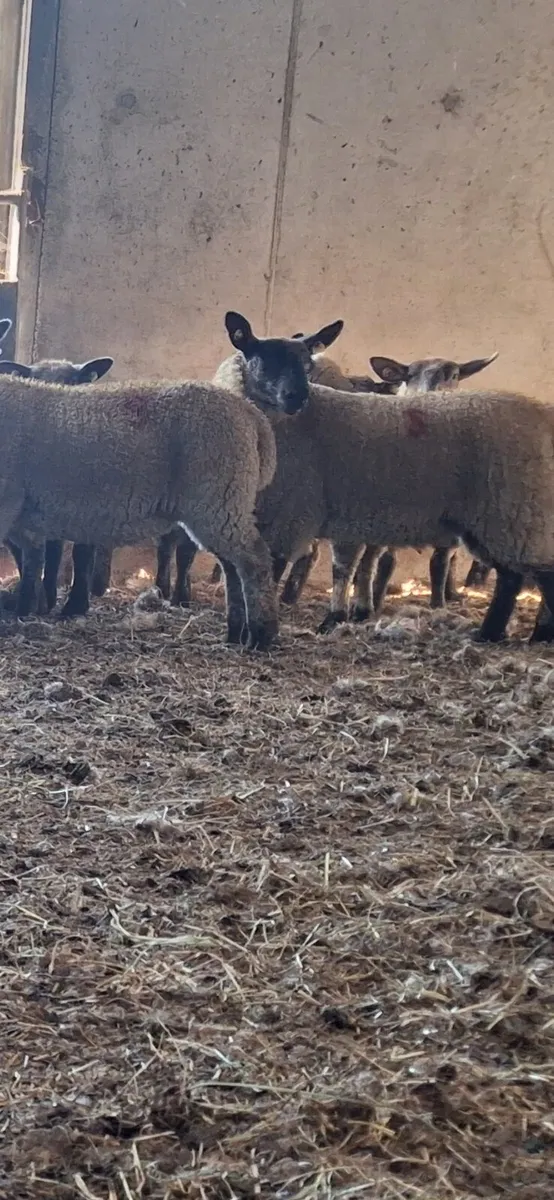 Hogget ewes and ewe lambs - Image 3