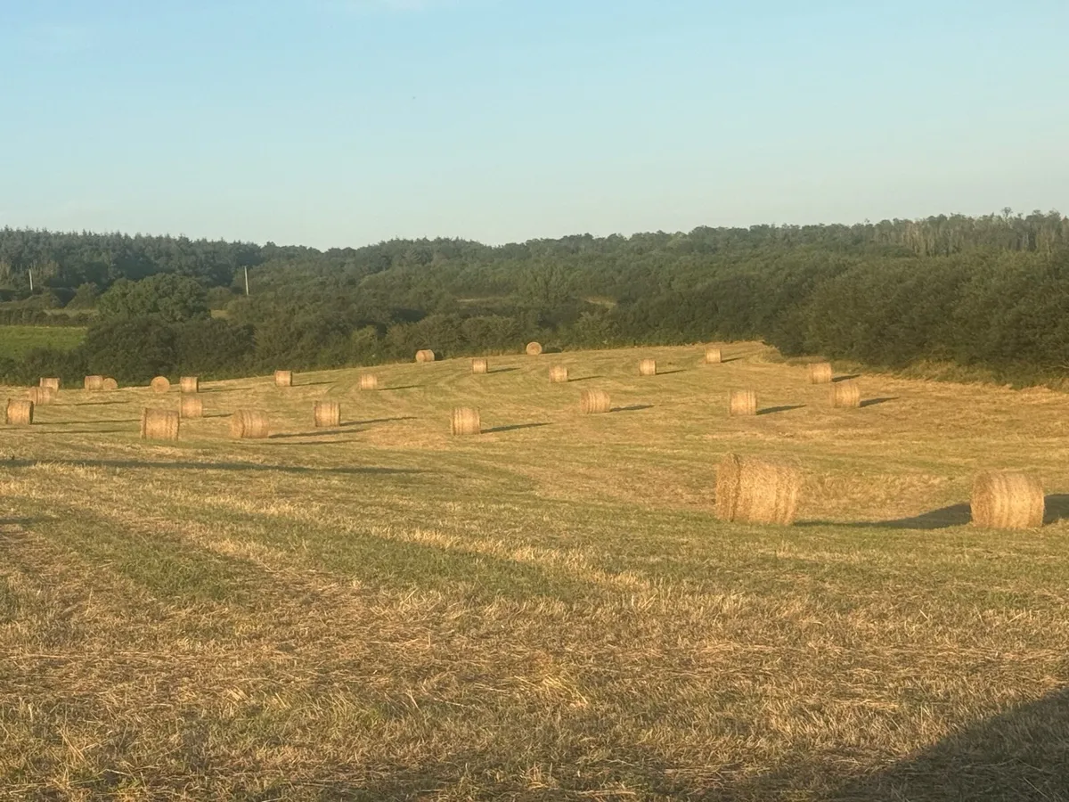 Hay round and square - Image 3