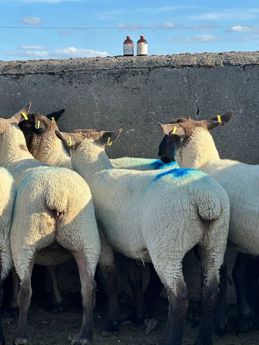 12 super Suffolk hoggets - Image 2