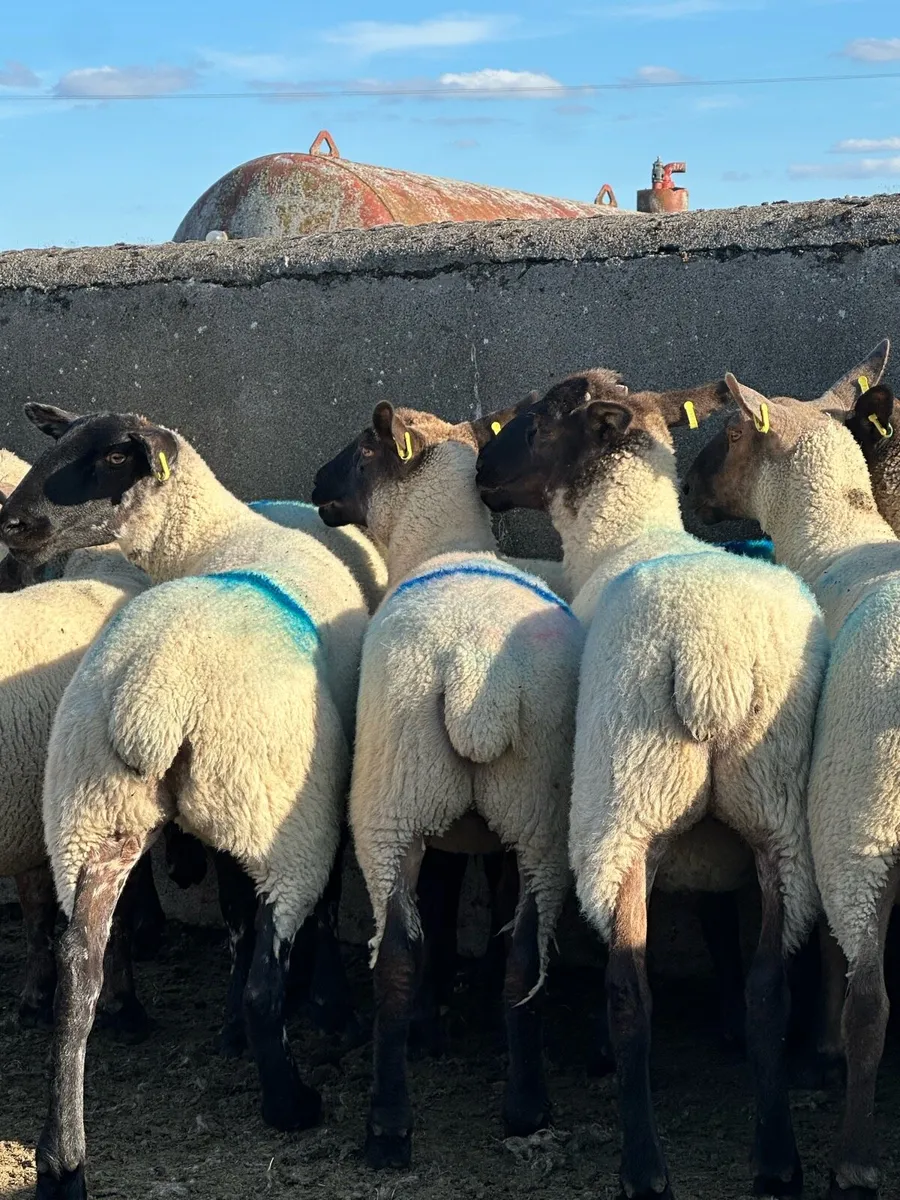 12 super Suffolk hoggets - Image 3