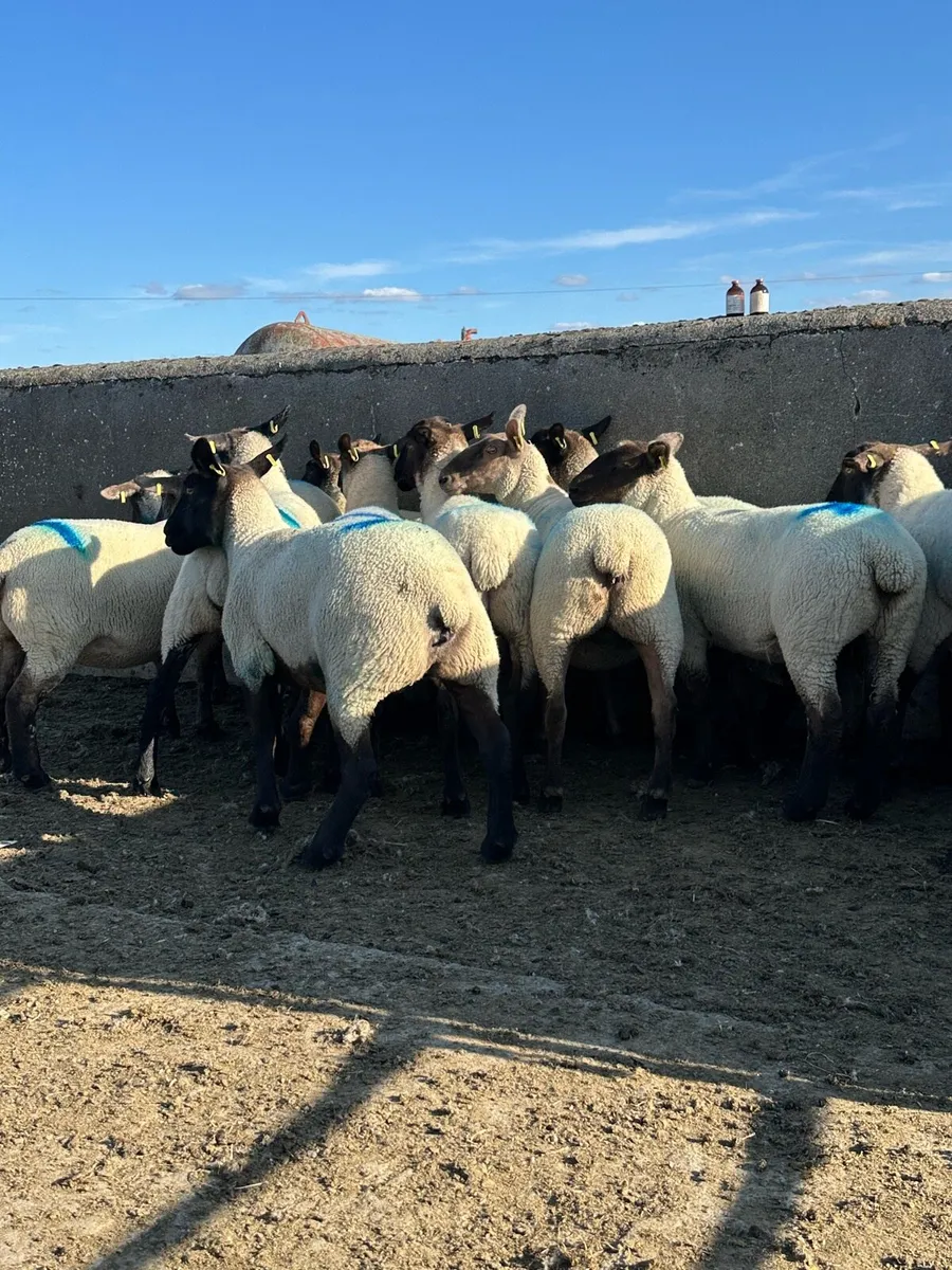12 super Suffolk hoggets - Image 4
