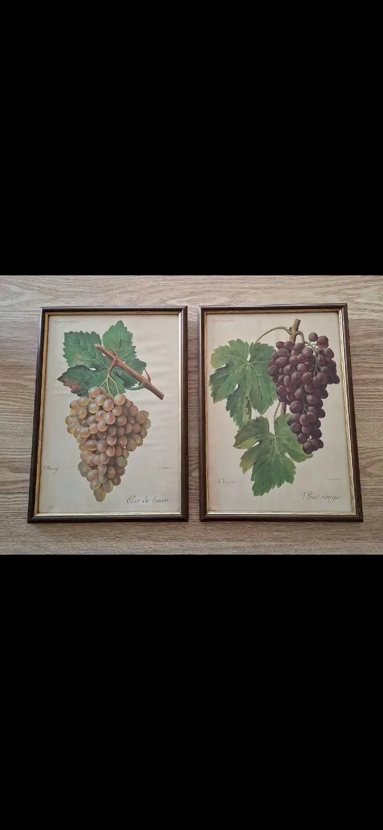 Antique Vines,Paris Circa 1901 - Image 1
