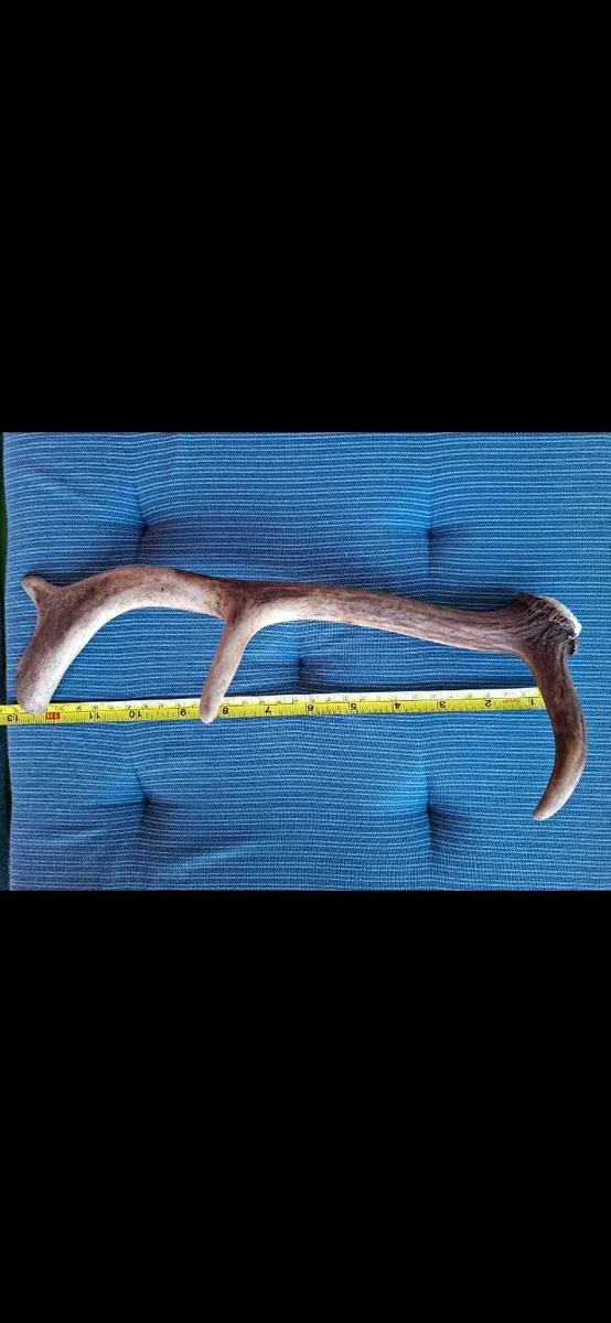 Natural Antlers - Image 2