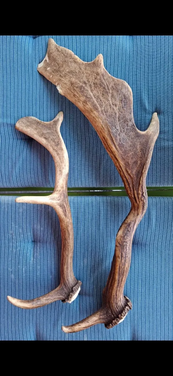 Natural Antlers - Image 1