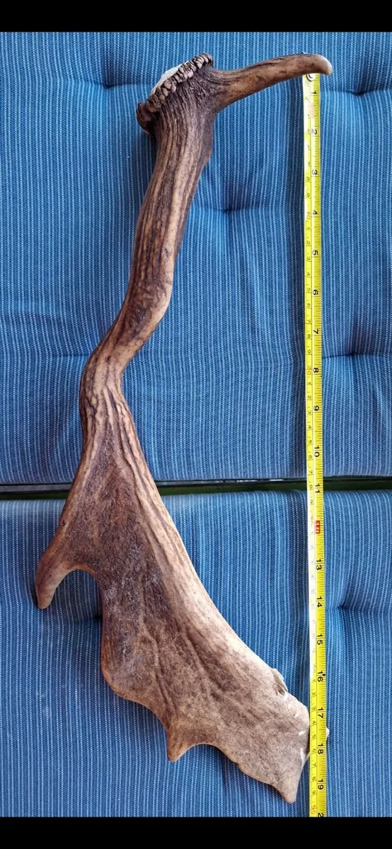 Natural Antlers - Image 4