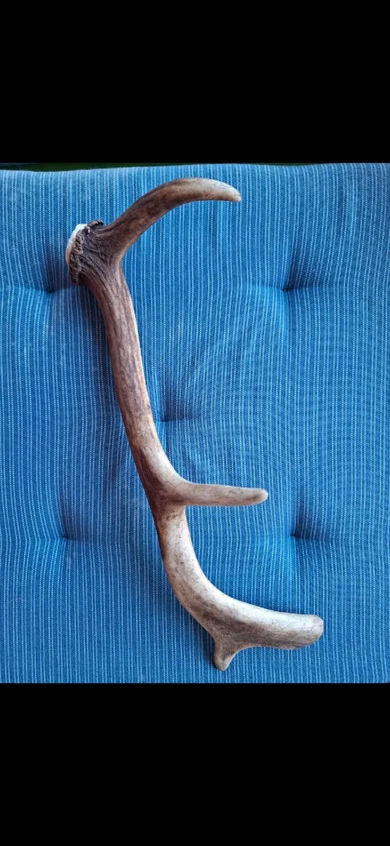 Natural Antlers - Image 3