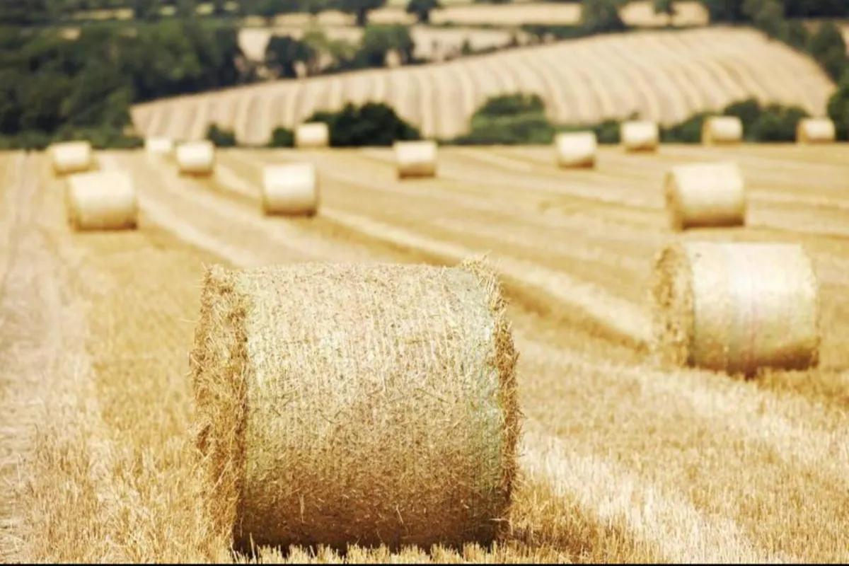 Spring barley straw