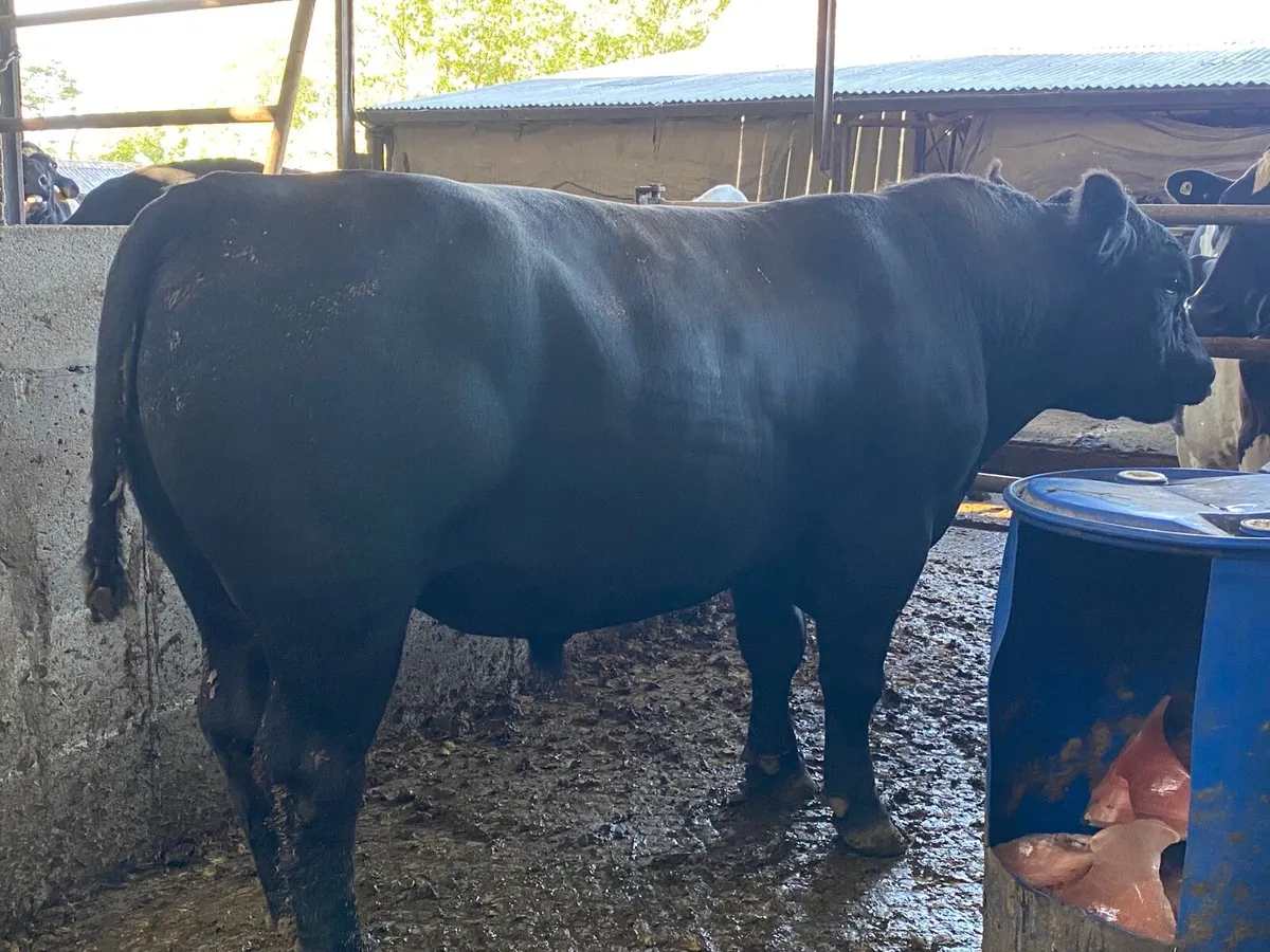 Angus bull - Image 4