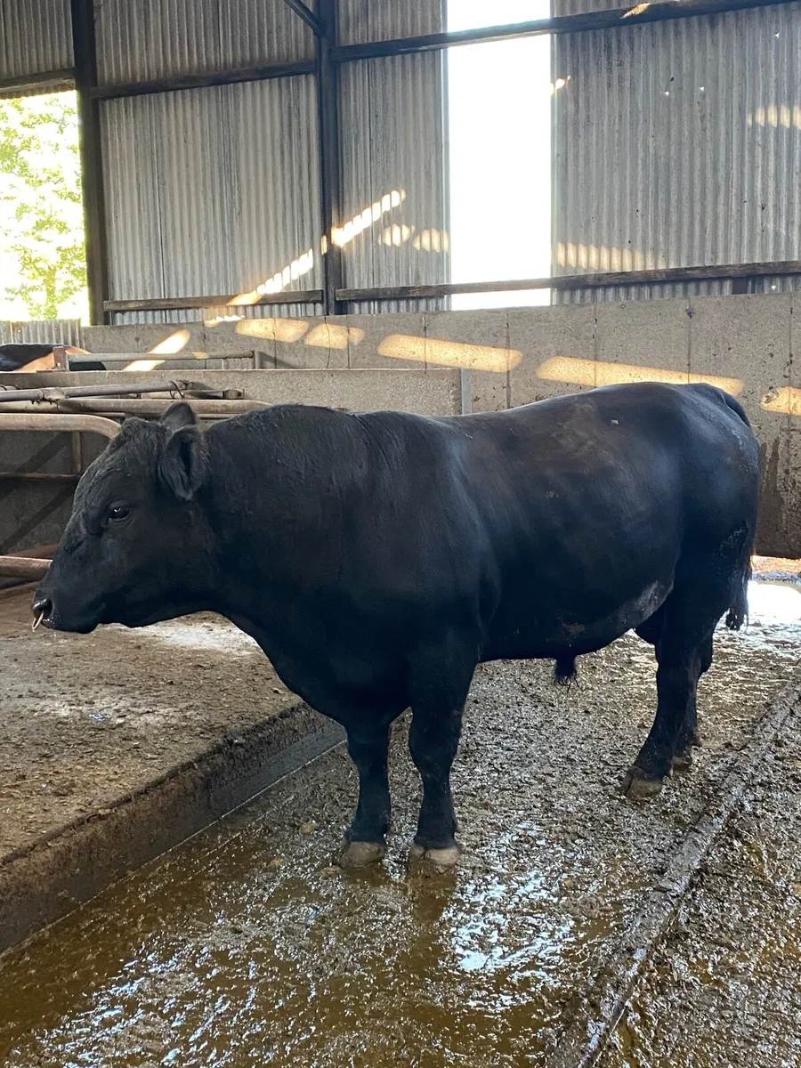 Angus bull - Image 1