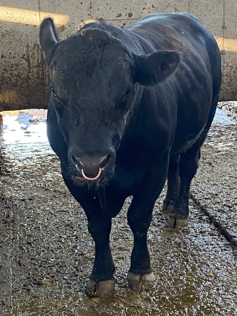 Angus bull - Image 2