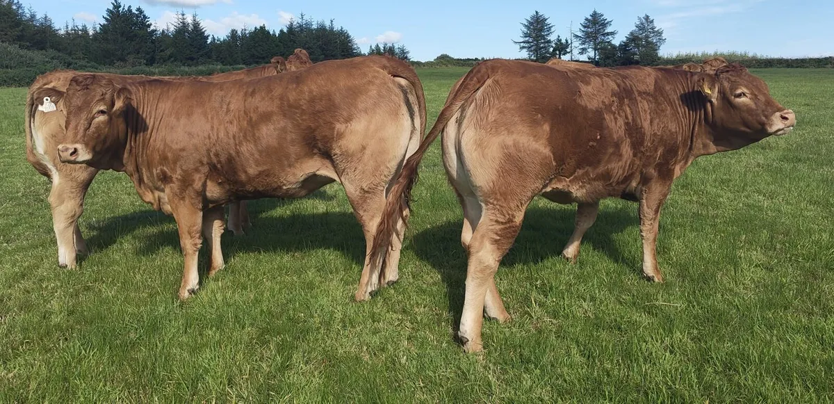 Limousin Heifers - Image 3