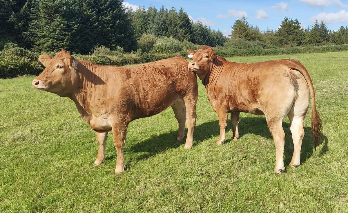 Limousin Heifers - Image 4