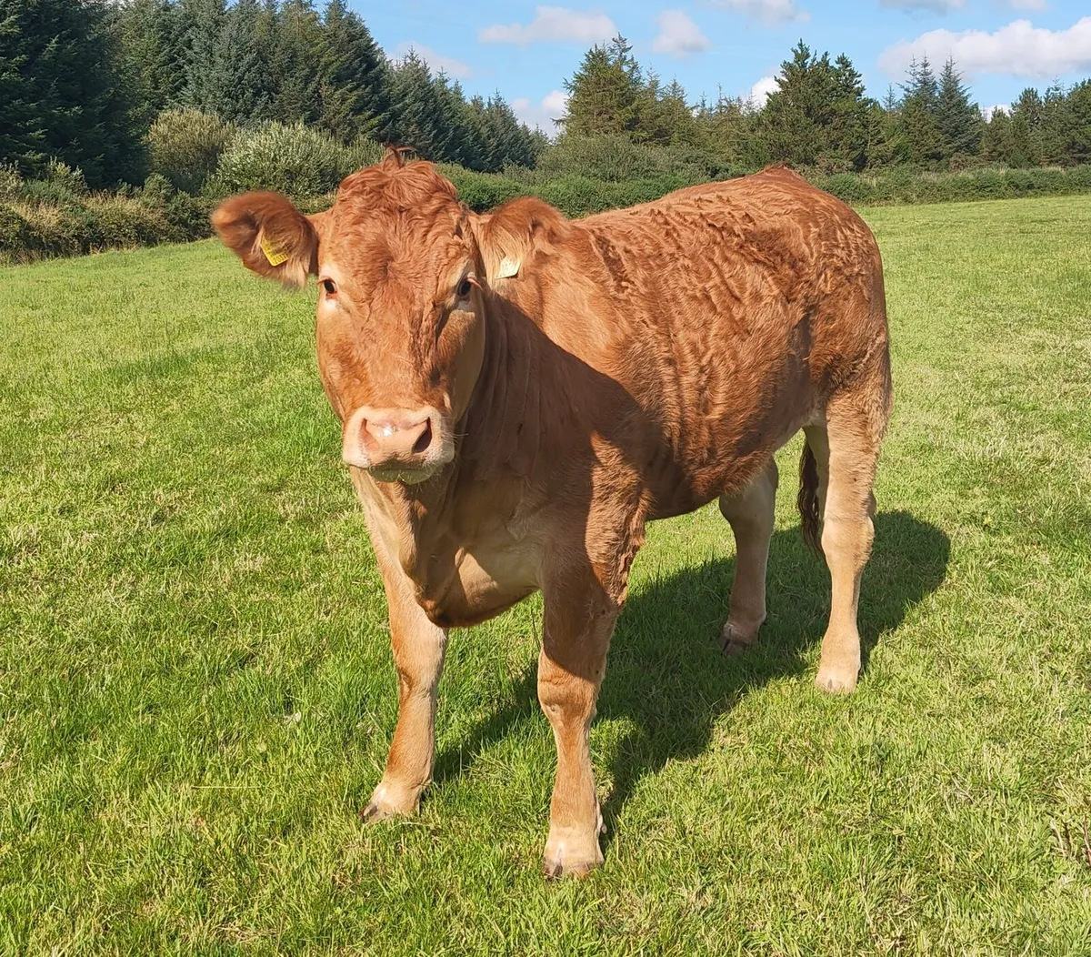 Limousin Heifers - Image 1