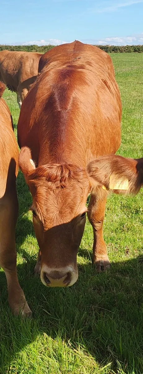 Limousin Heifers - Image 2