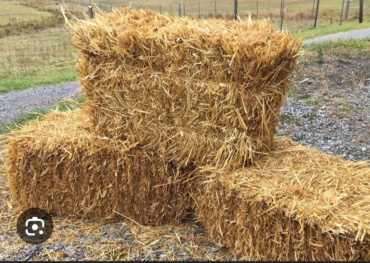 Bales of barley straw