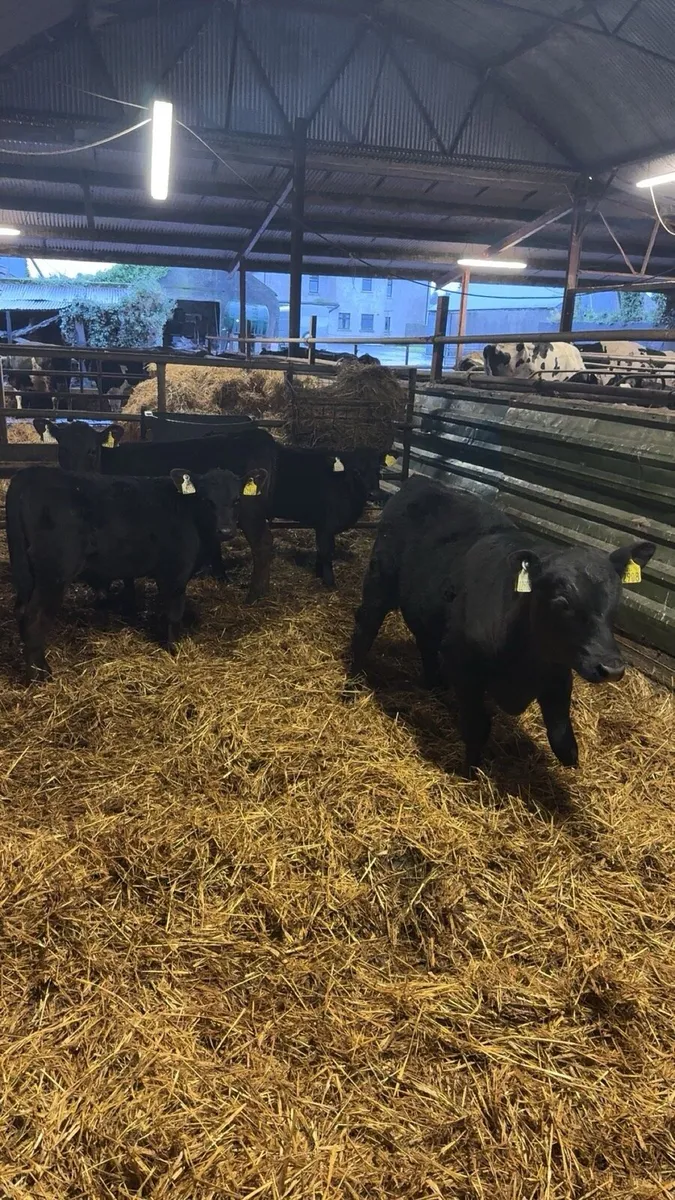 AA Calves and Runners - Image 1