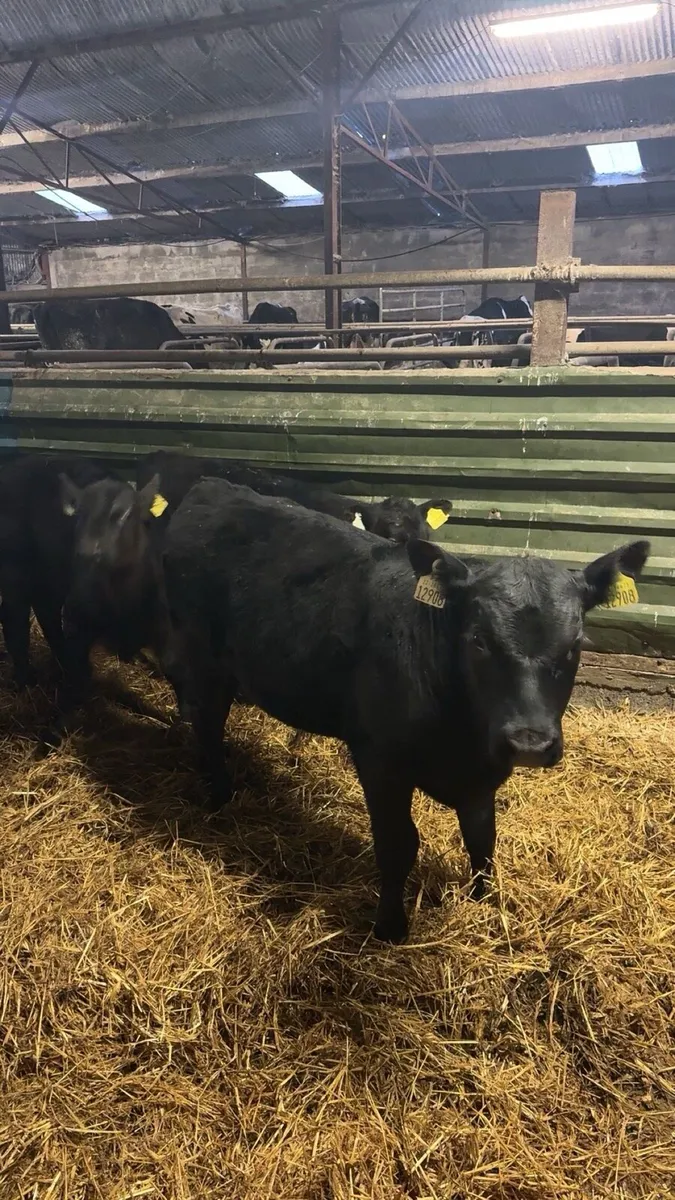 AA Calves and Runners - Image 2