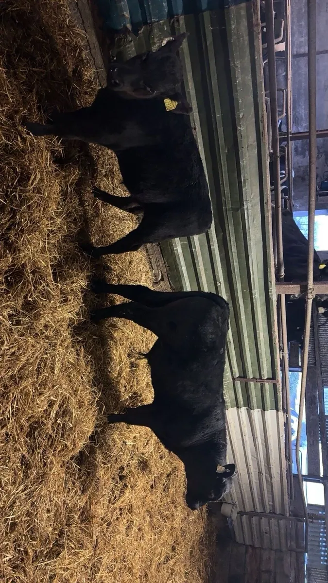 AA Calves and Runners - Image 3