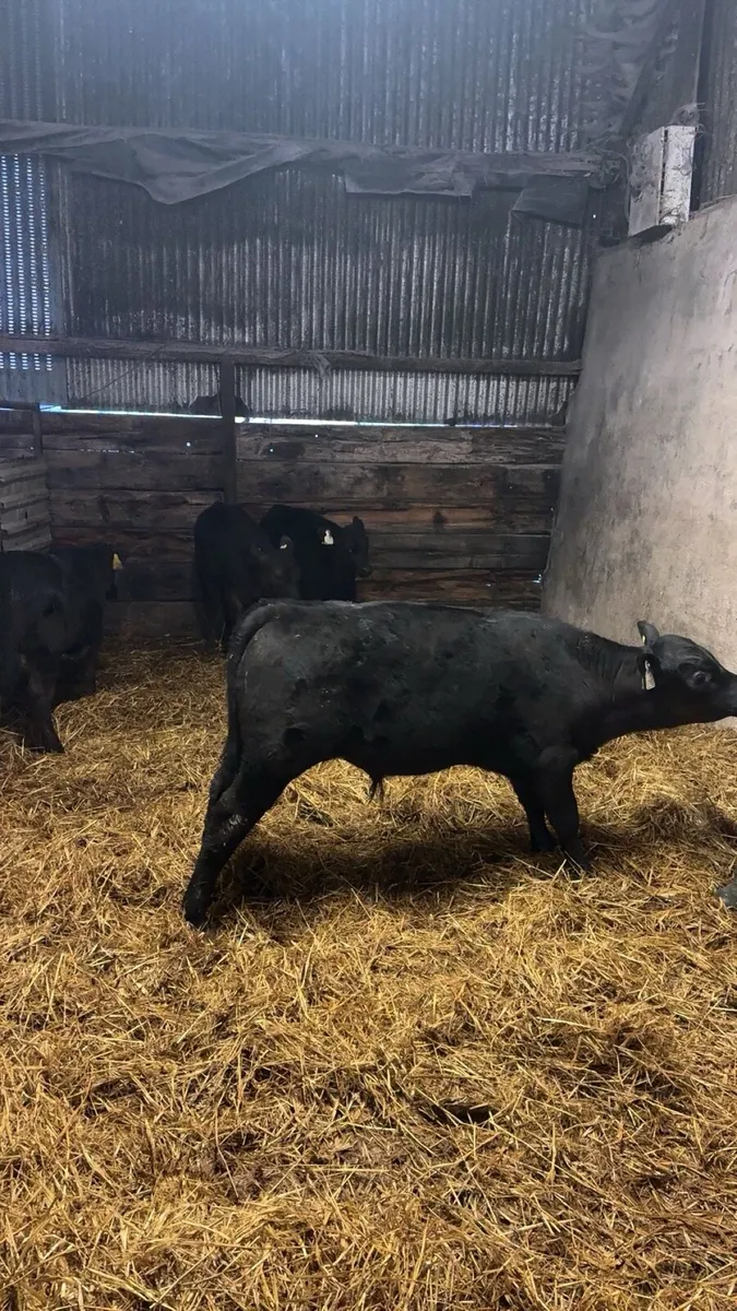 AA Calves and Runners - Image 4