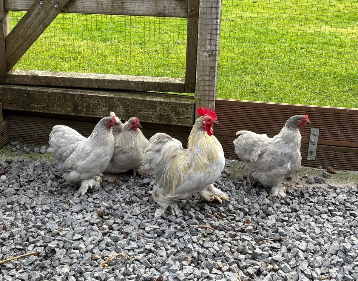 Poultry - Marans, Pekins etc. - Image 3