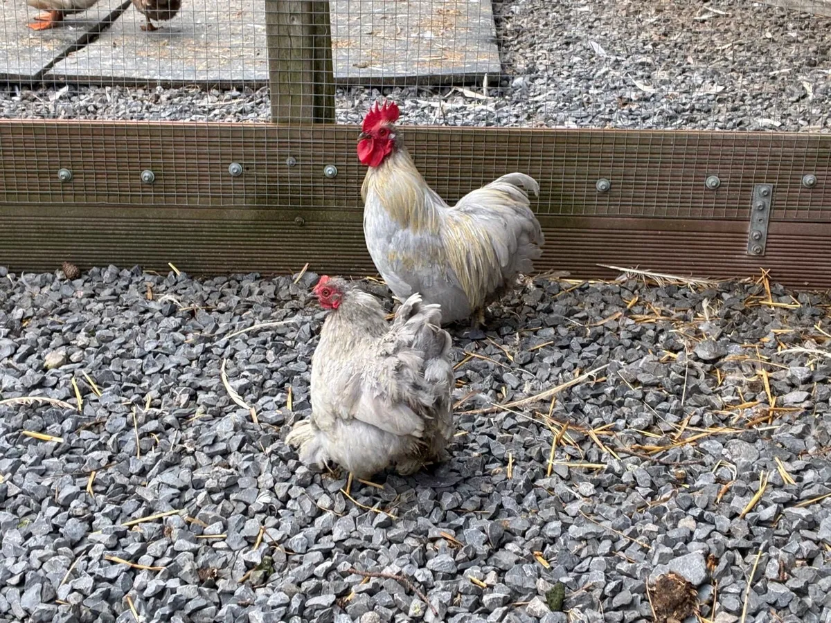 Poultry - Marans, Pekins etc. - Image 4