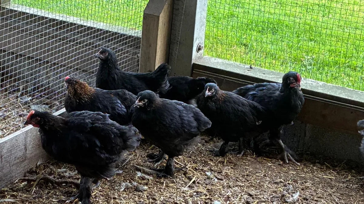 Poultry - Marans, Pekins etc. - Image 1