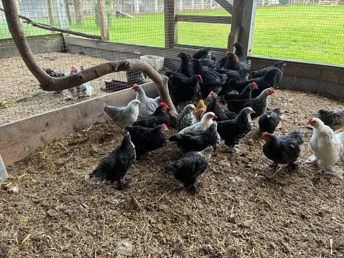 Poultry - Marans, Pekins etc. - Image 2