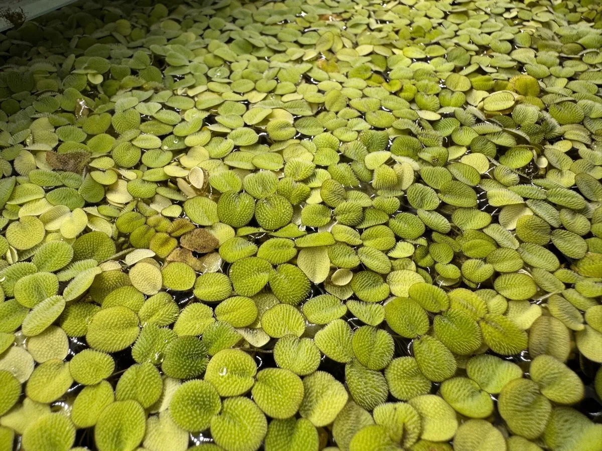 Live Salvinia Minima Floating Aquarium Plant - Image 2