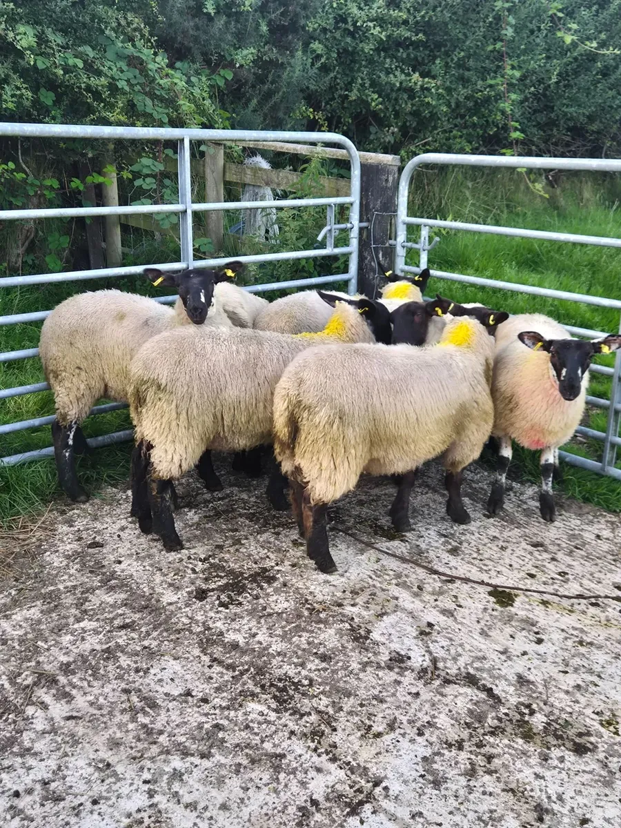 Sheep - Image 2
