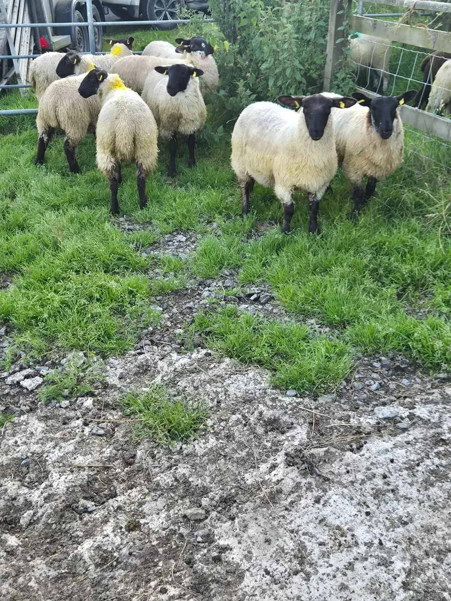 Sheep - Image 3