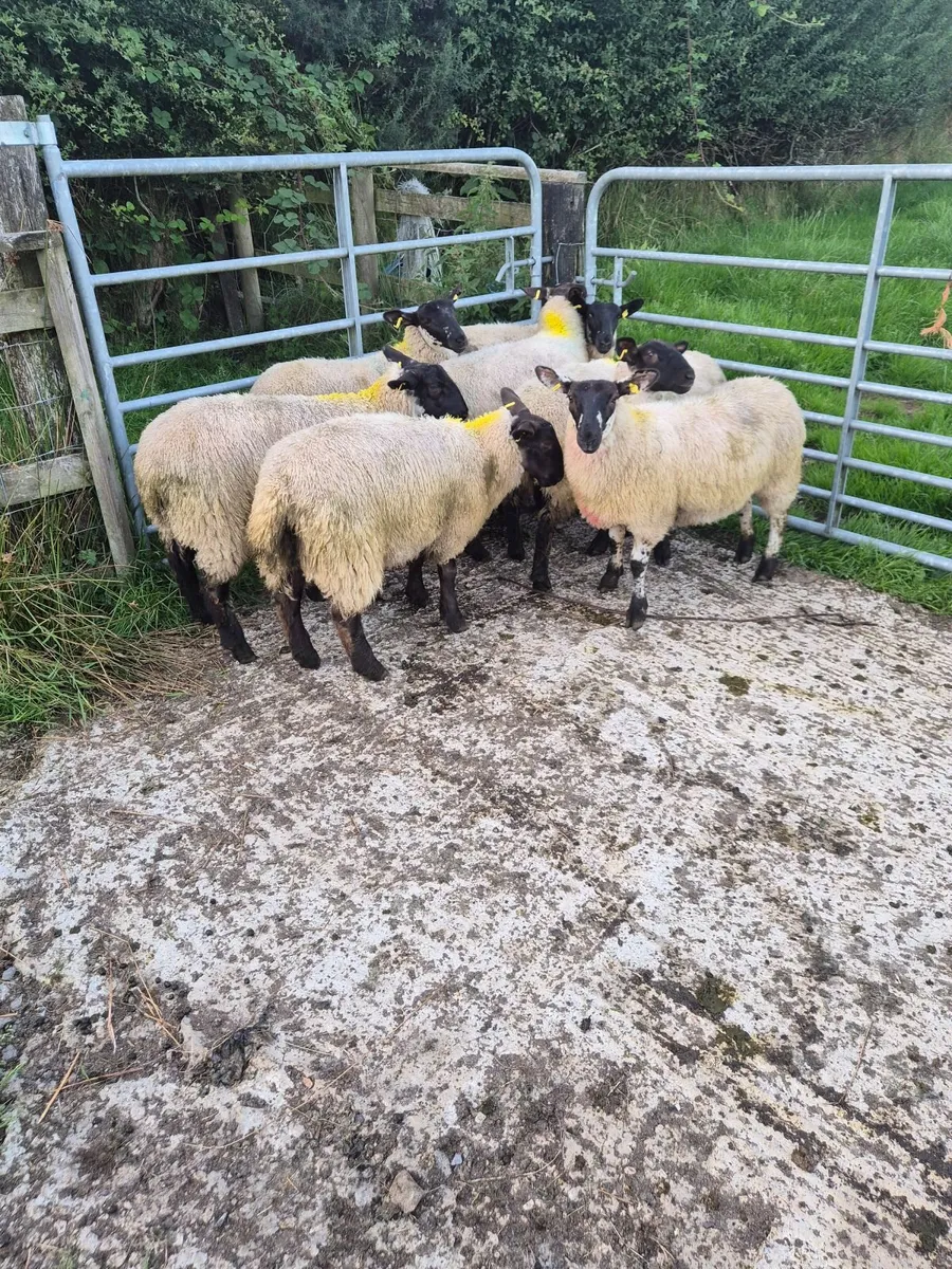 Sheep - Image 4