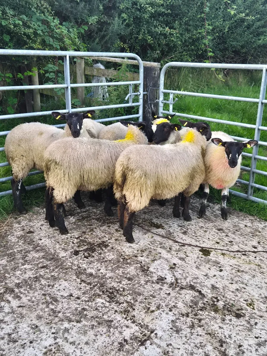 Sheep - Image 1