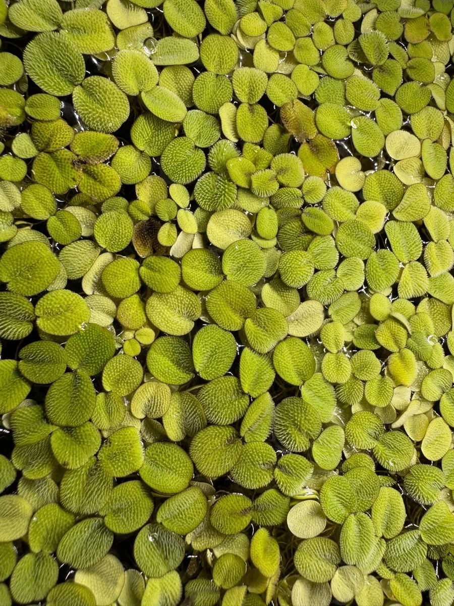 Live Salvinia Minima Floating Aquarium Plant - Image 3