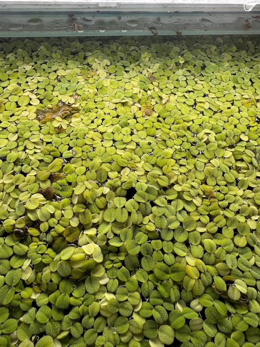 Live Salvinia Minima Floating Aquarium Plant - Image 4