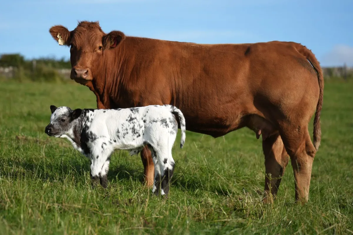 4 Exceptional Limousin Cows & Blue Calves - Image 4